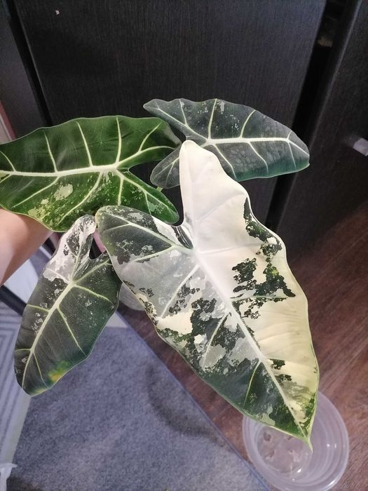 Алоказия фрайдек вар детки