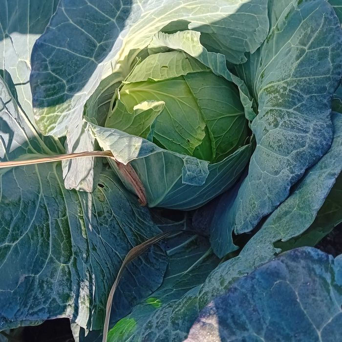 Varză de toamnă pentru murat