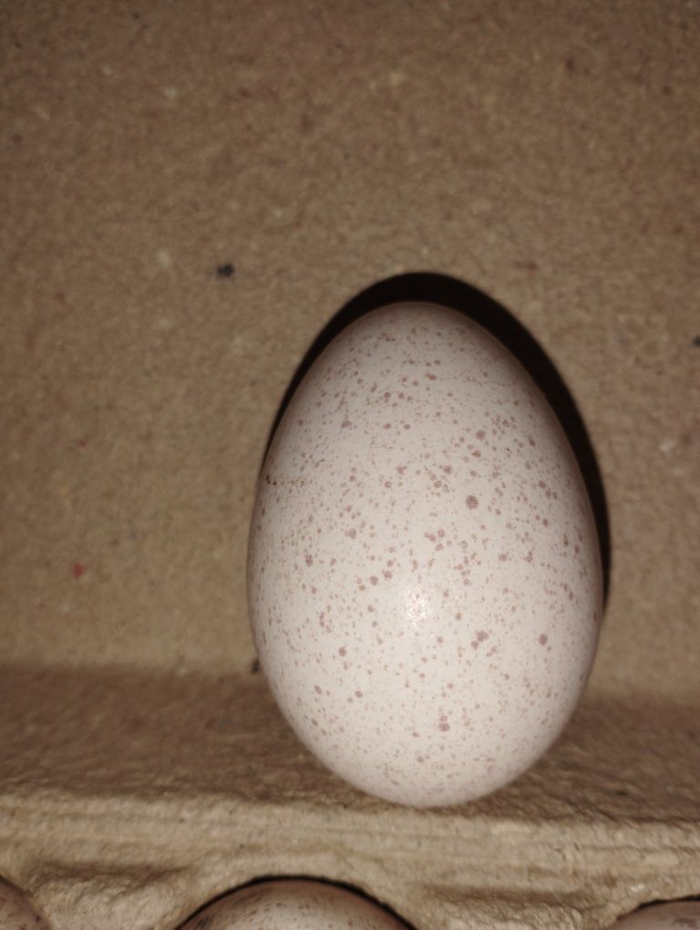 Индюшиные яйца на инкубацию.