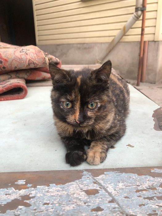 Отдам котят и их маму в хорошие руки