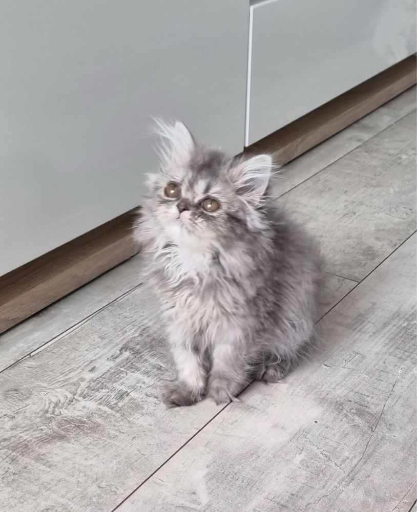 Елитно персийско коте
