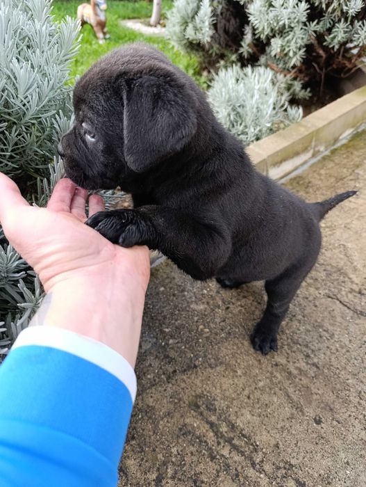 Кане Корсо кученца