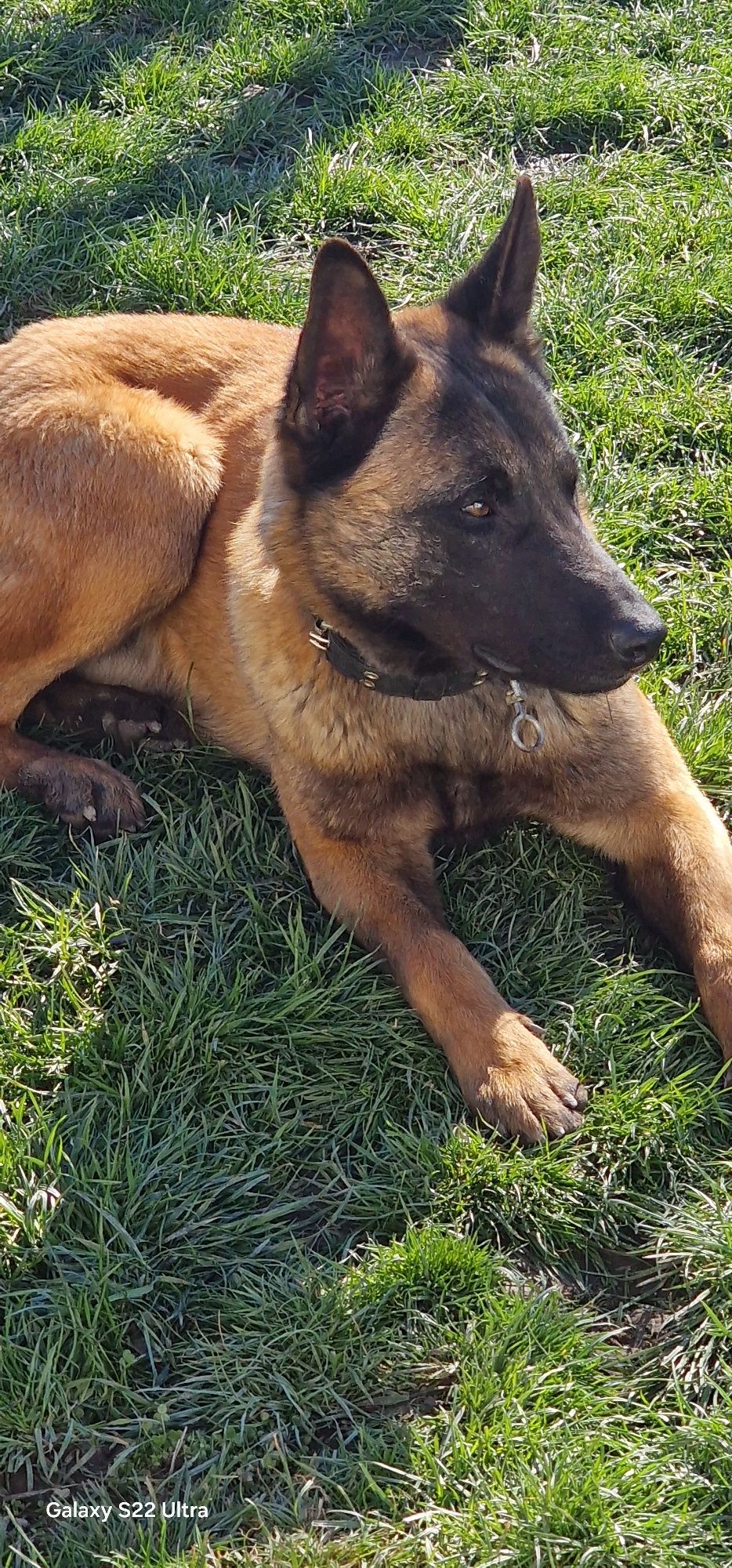 Schimb Ciobanesc Belgian