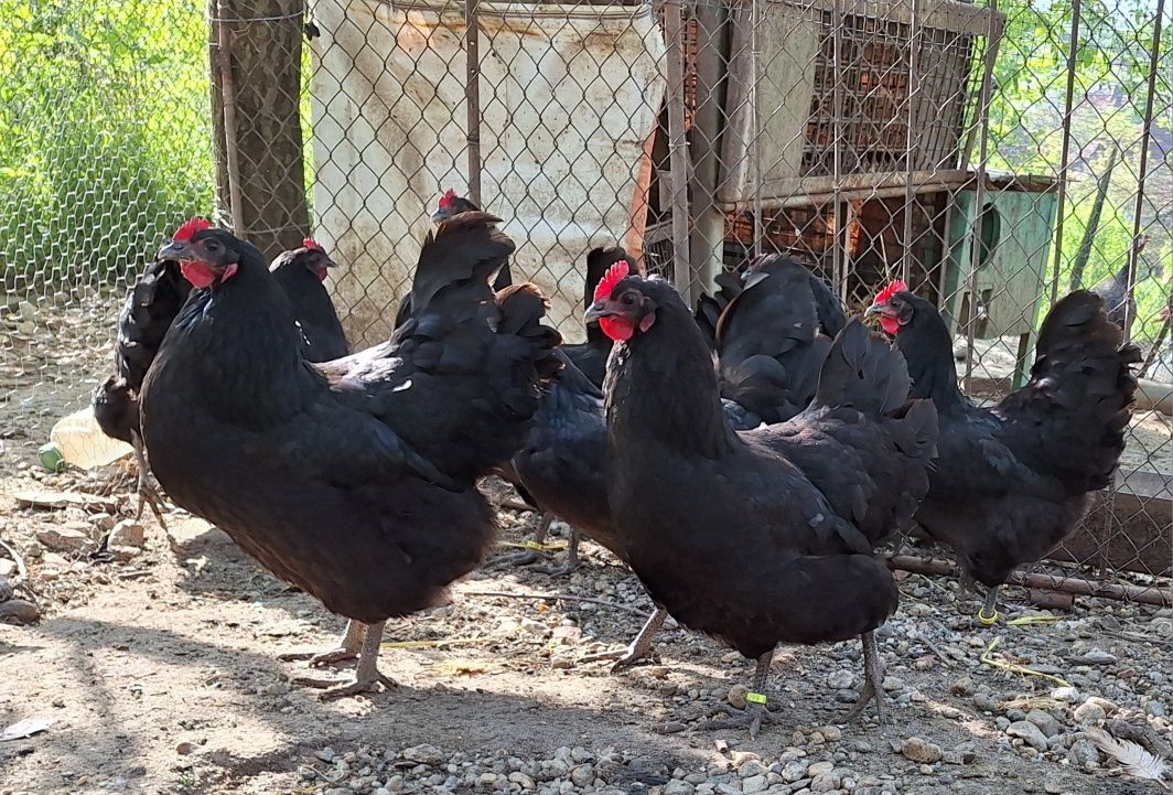 Australorp pe negru de vânzare