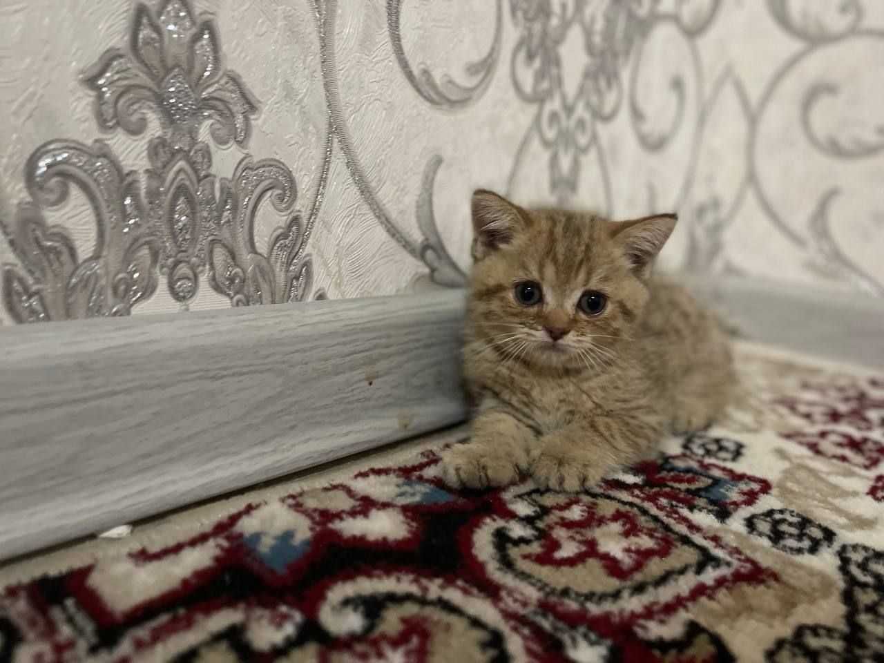 Zotdor mushukchalar bor