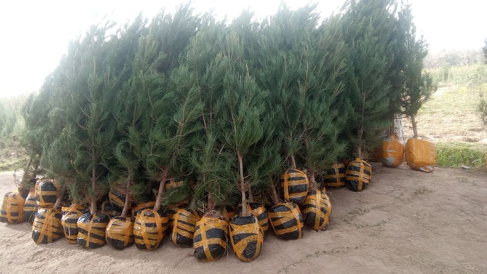 archa koʻchatlari bor  Toshkent boʻylab bor