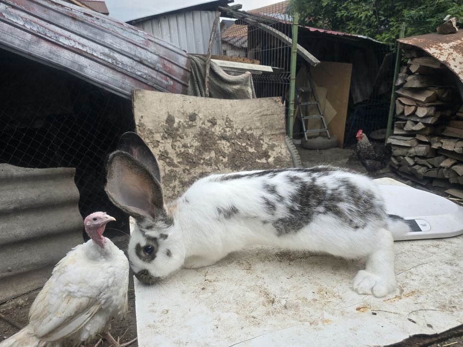 Iepuri Uriaș german