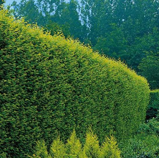 Ligustrum ovalifolium , Plata la livrare !