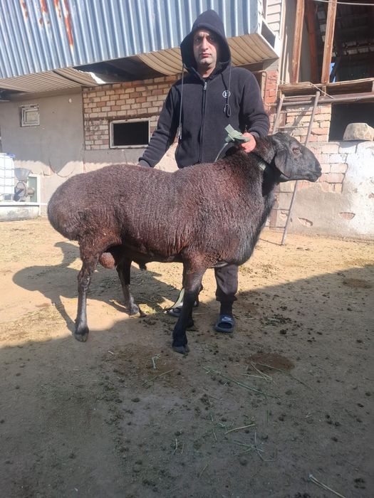 3 года была рост 1.1 ушы 17