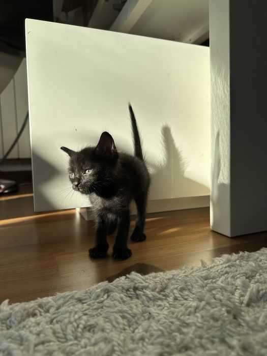 Adoptie pui pisica nascuti pe 17 august. (Voluntari + Bucuresti]