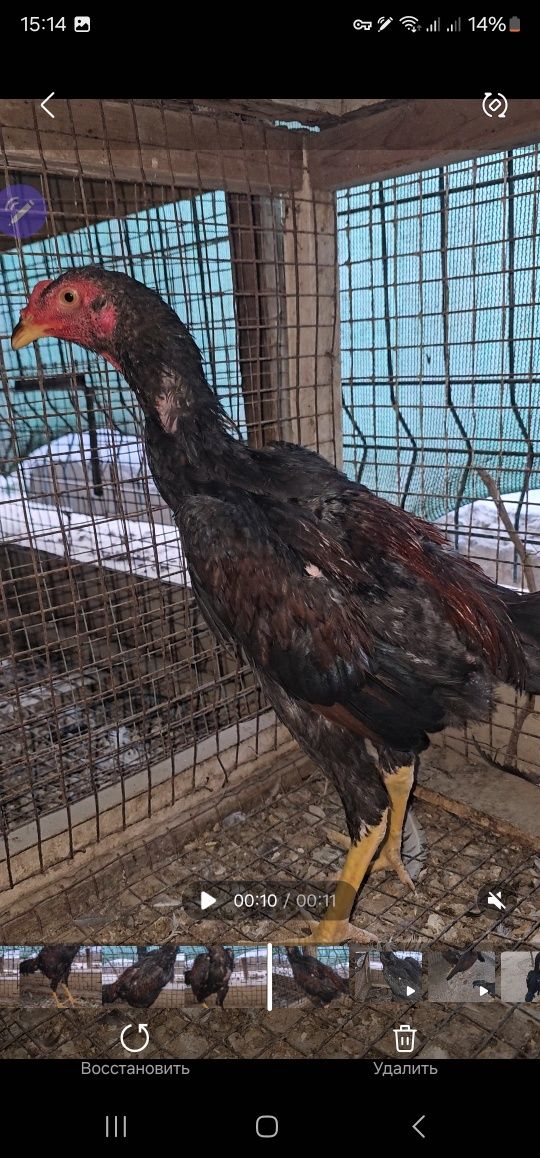 Tozza turk privaznoyi