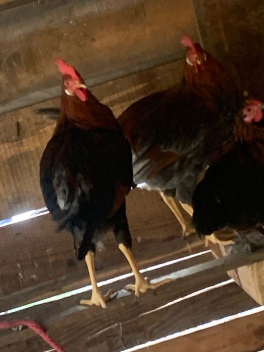 Cocosi Leghorn si playmontrok