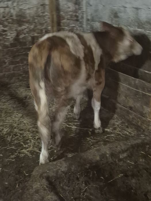 Vand vitele baltate romanesti