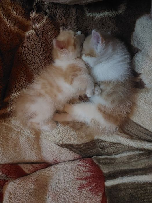 Котята рыжие бесплатно