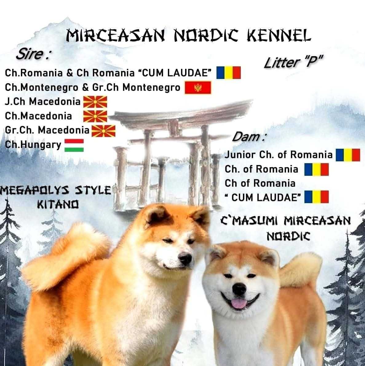 Pui Akita inu femela de top, părinți mari campioni, testați HD-A, Ed-0