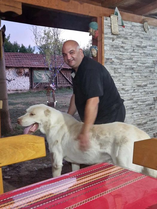 Кавказки вълкодав