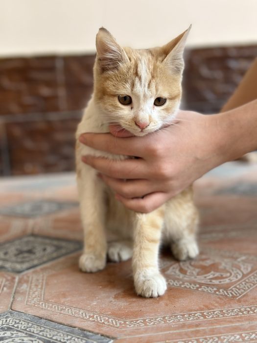 Бесплатно котёнок кошка пишак