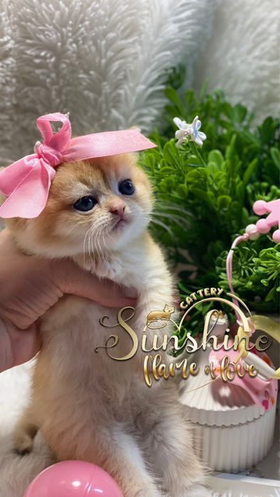 Британские золотые шиншилки