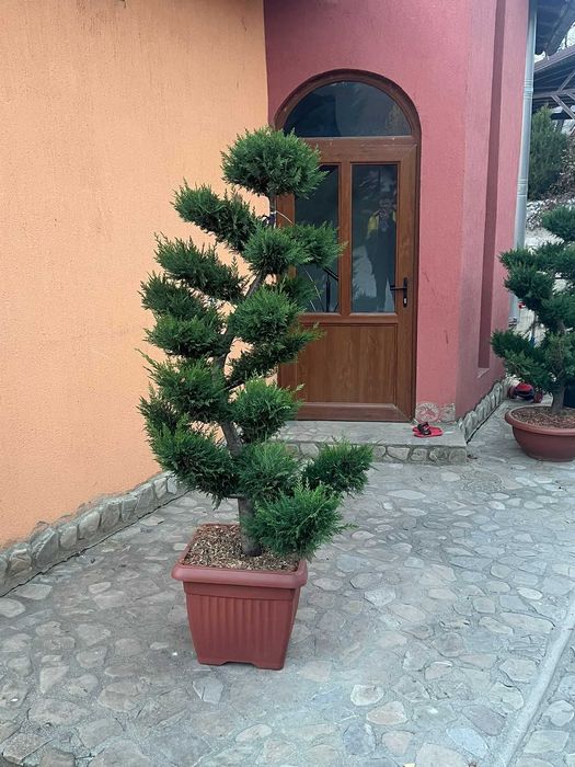 Plante decorative pentru grădini, curți și spații publice
