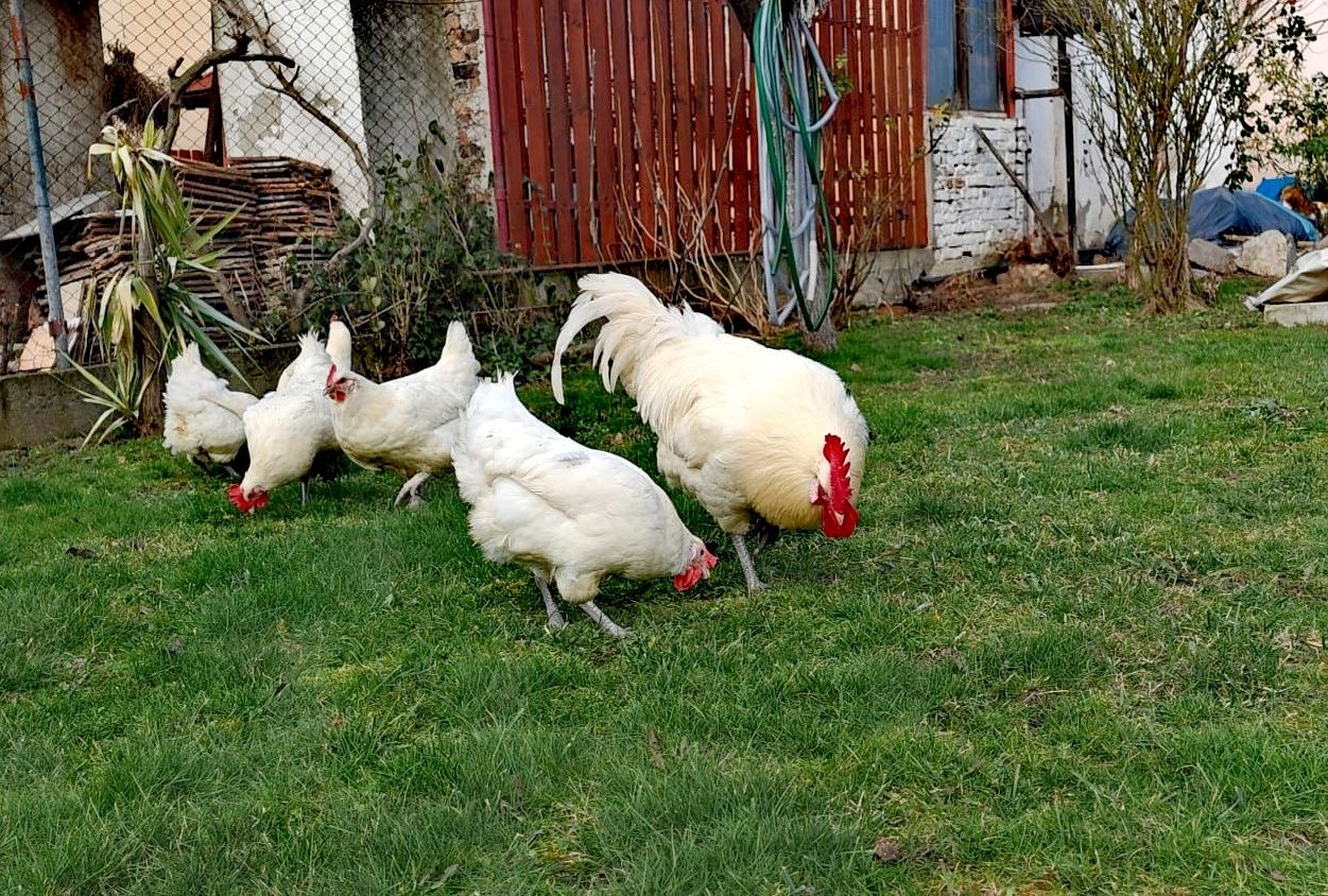 Vând oua gaini la bresse/ La Bresse și pui