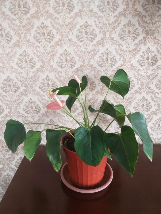 Домашнии растения