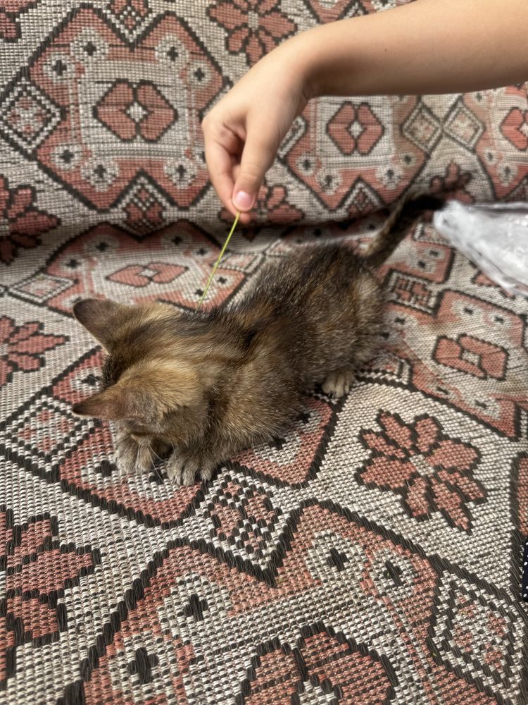 Котенок ищет любящий дом