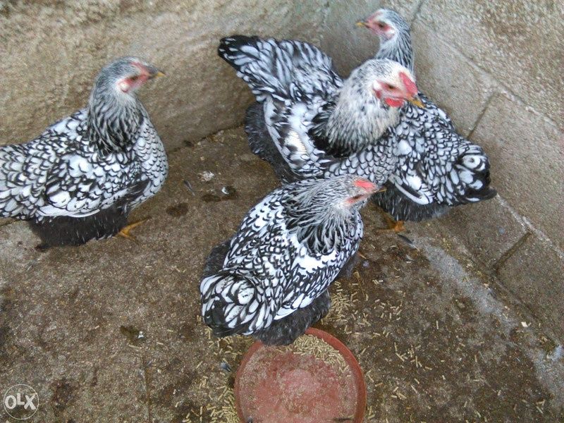 Vand gaini wyandote, viandot argintiu