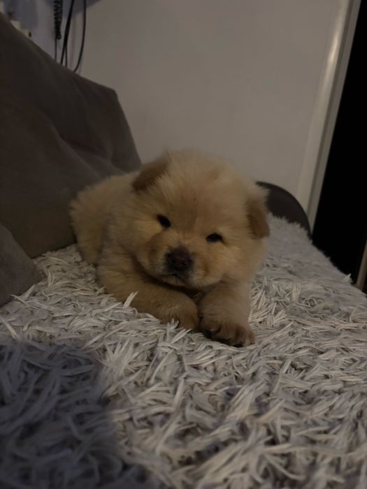 Caine Chow chow de