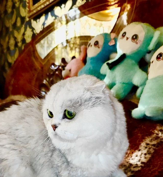 Вязка! Шиншилла Серебро , Фолд!