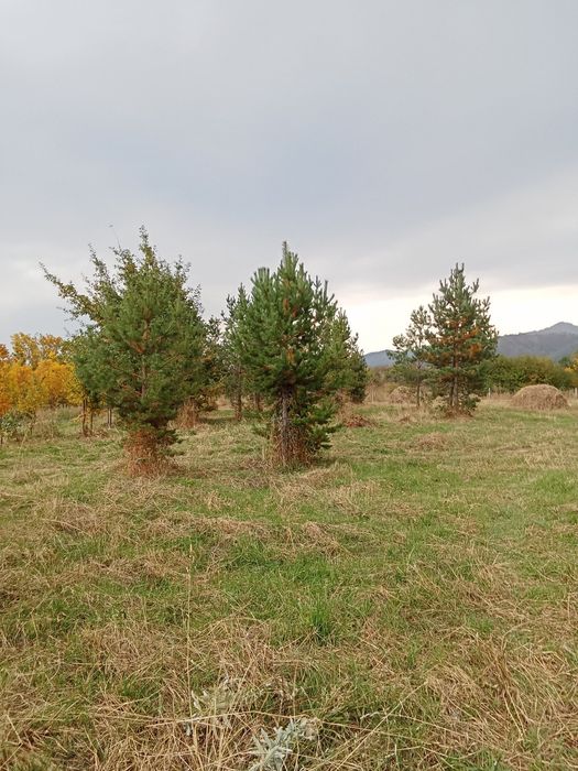 Сосны  крымские и обычные