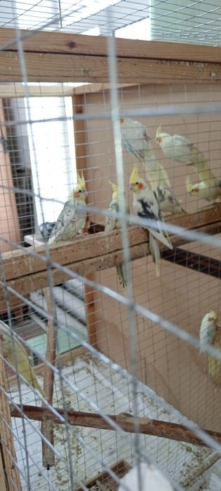 Папугай карелла.