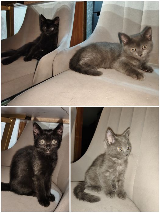 Котята бесплатно