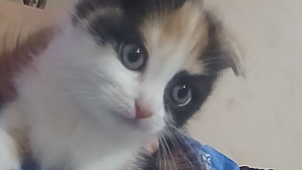 Veslouxo fold 1.5 oylik sotiladi kiz bola juda chiroyli oyinkarok