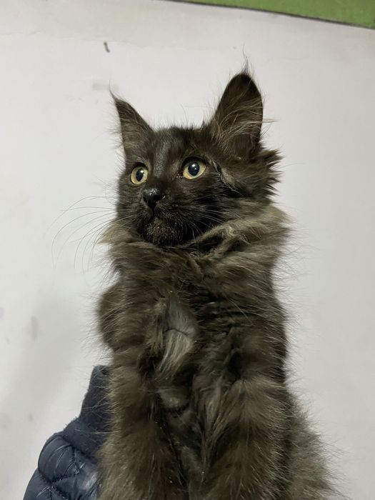 Котята, бесплатно