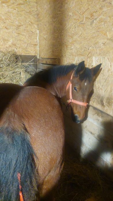 Vând manza de șase luni