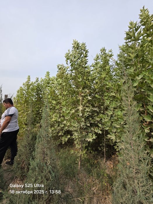 Чинор дарахт сотилади тошкент назарбекда