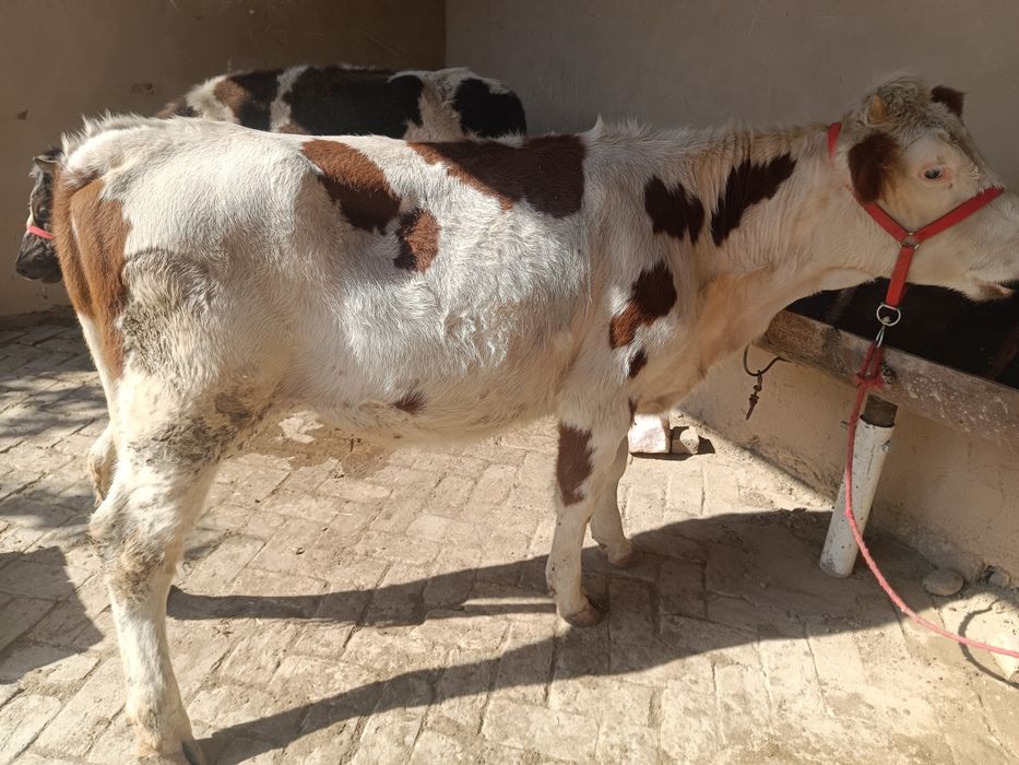 Smental Australia ginojin sotiladi 1 oylik bugoz