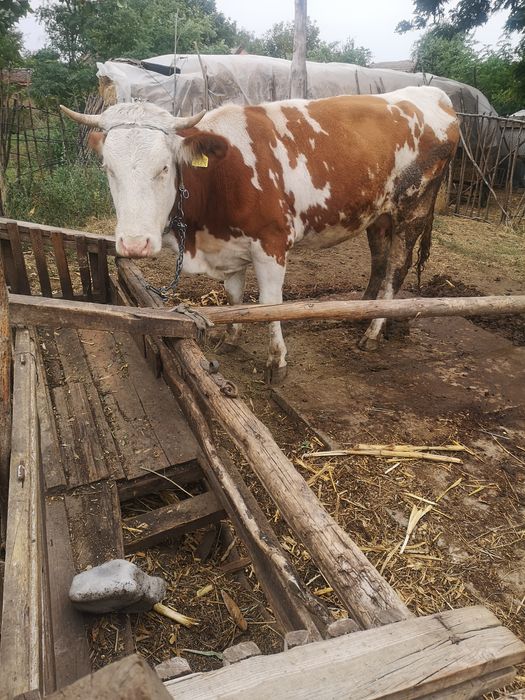 Vaca Baltata Romaneasca