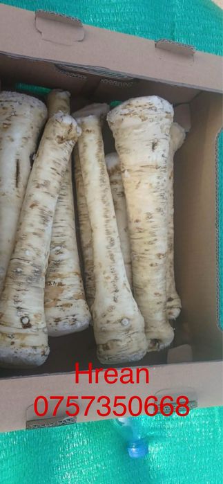 Hrean romanesc si de cultura