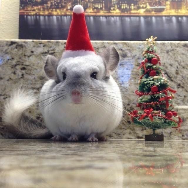 Pui de cincila sinsila chinchilla chinchila