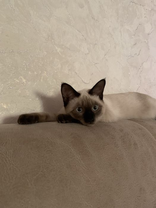 Ищу сиамского кота для вязки