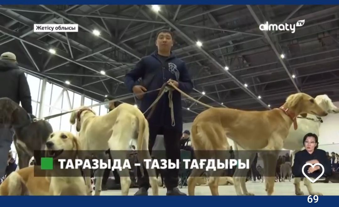 Тазы кушік щенки тазы сатылады