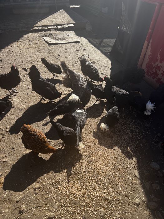 Vând găini australorp /sebright argintiu /potumbei