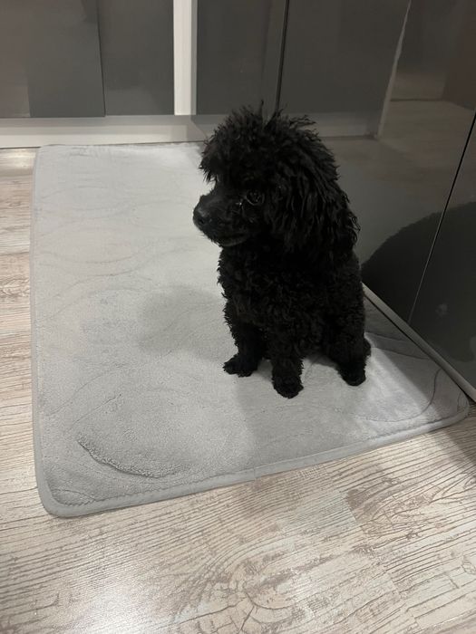 Пудел Той  - Poodle Toy