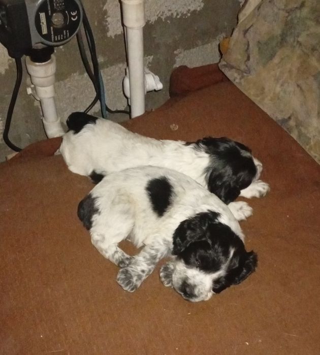 Продам щенков русского кокер спаниеля