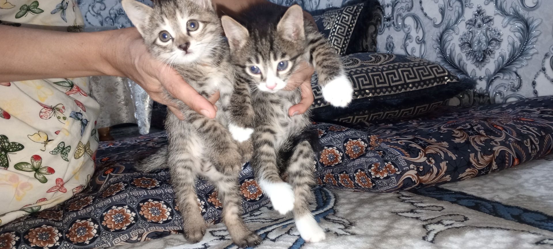 Есть котята отдадим в хороший руки
