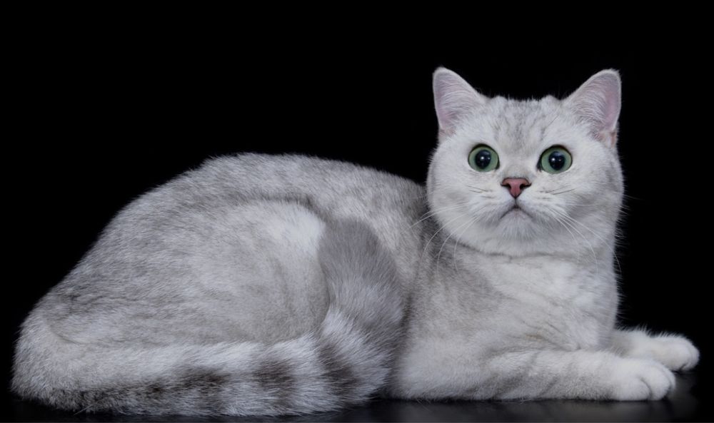 Кошки.