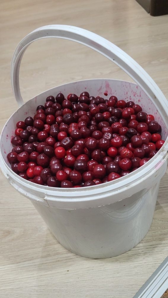 Продаётся спелая вишня