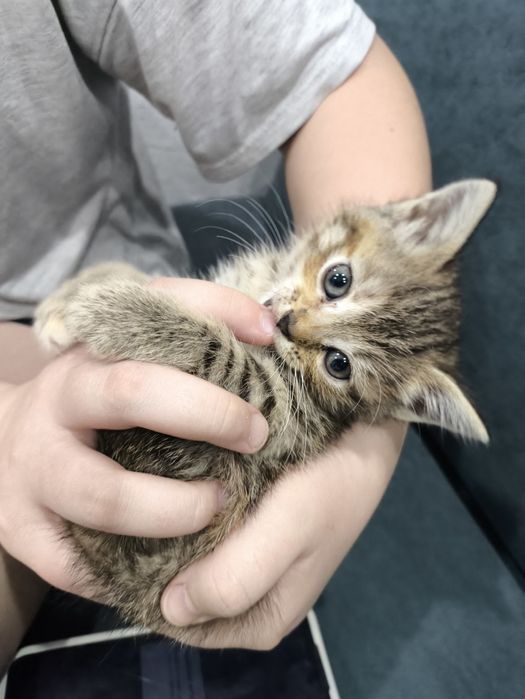 Отдам кошечку мама британка