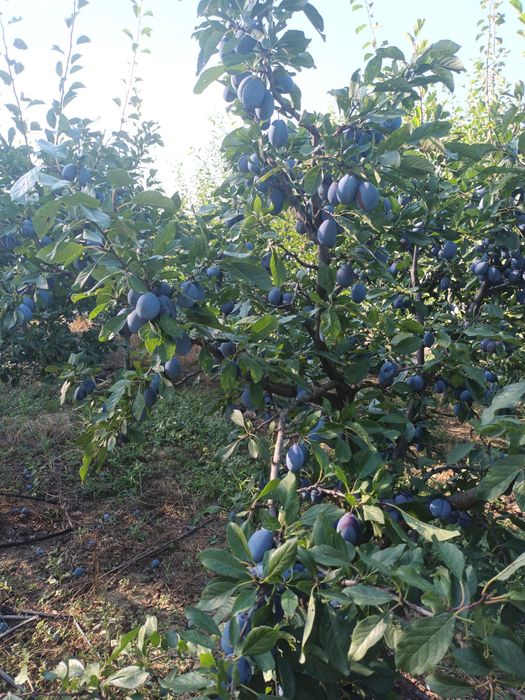 Prune  super calitate